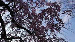 名古屋市中区新栄のしだれ桜